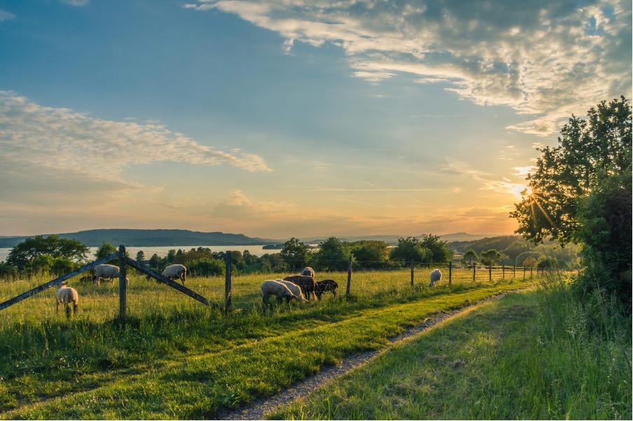 From Cattle to Crops: A Farmers Guide to Insurance 